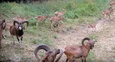 Nagranie z fotopułapki – muflony przy wodopoju
