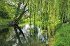 Wiosenna roślinność nad Obrą, okolice targowiska.