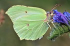 Motyl Latolistek cytrynek