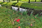 Kolorowa kwietna łąka nad Obrą w centrum Kościana