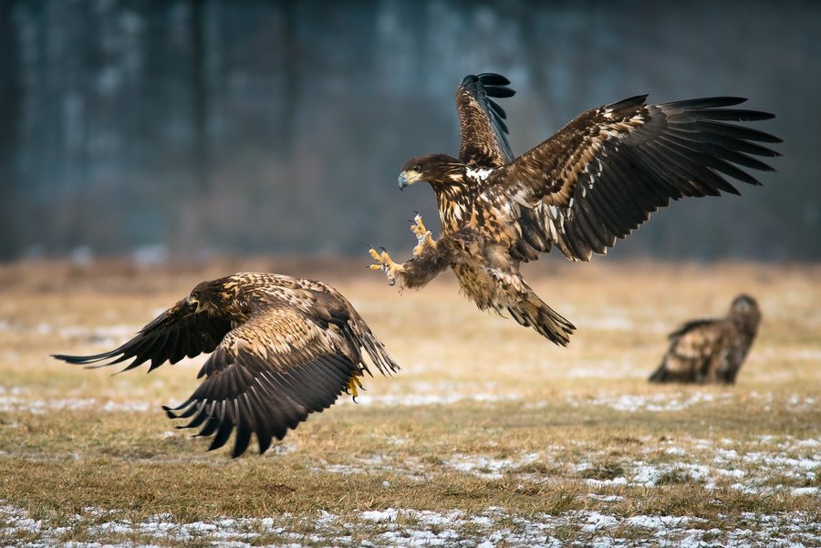 Młode bieliki. Fot. Paweł Dobies