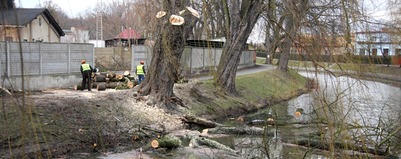 Pielęgnacja i wycinka 