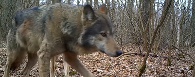 Fotopułapka sfilmowała watahę wilków... 