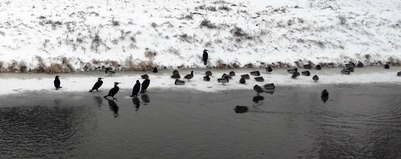 Kormorany nad Obrą