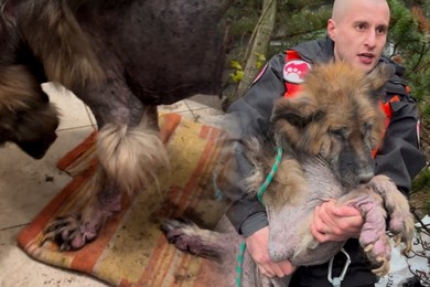 Przerwali gehennę zwierząt. Wstrząsające nagranie